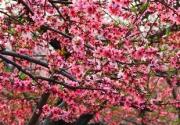 平谷桃花节 人面桃花相映红(摄影)