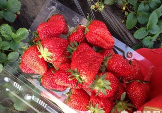 北京草莓采摘，昌平草莓采摘，推荐芳香缘草莓园