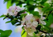 北京哪里可以看海棠花?北京海棠花观赏地推荐
