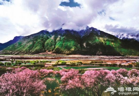 2014林芝杜鹃花时间、最佳观赏地及林芝杜鹃花赏花攻略