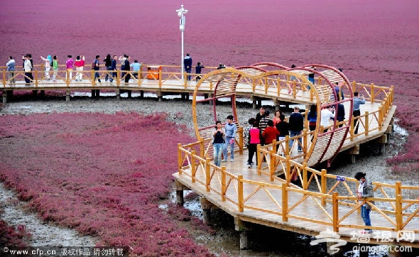辽宁盘锦：“红海滩”赏景引客来