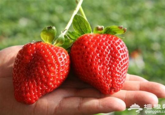 北京草莓采摘首选丁丁草莓园，北京草莓采摘推荐