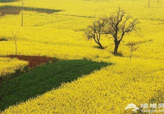 中国最美油菜花海是哪里?2017汉中洋县油菜花梨花节