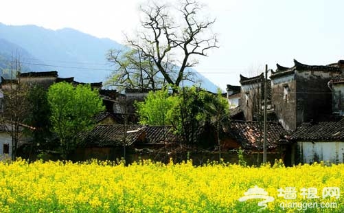 2019全国各地赏油菜花时间表公布