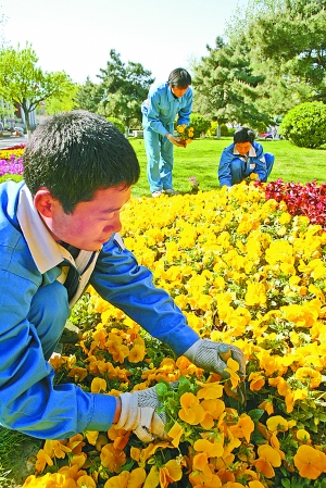 春季时令花卉景观栽摆在皇城根遗址公园拉开帷幕
