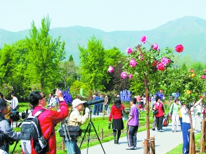 北京植物园树状月季提前一月绽放