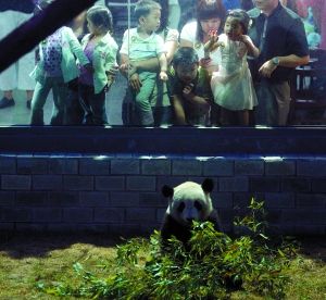 北京动物园奥运熊猫馆首办“夜宴”(组图)
