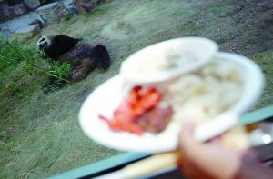 北京动物园奥运熊猫馆首办“夜宴”(组图)
