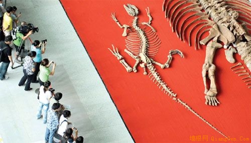 中国科技馆新馆迎来3具恐龙化石(组图)