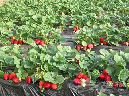 冬季北京周末游 草莓采摘园感受绿色
