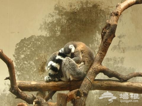 我的北京野生动物园游记[墙根网]