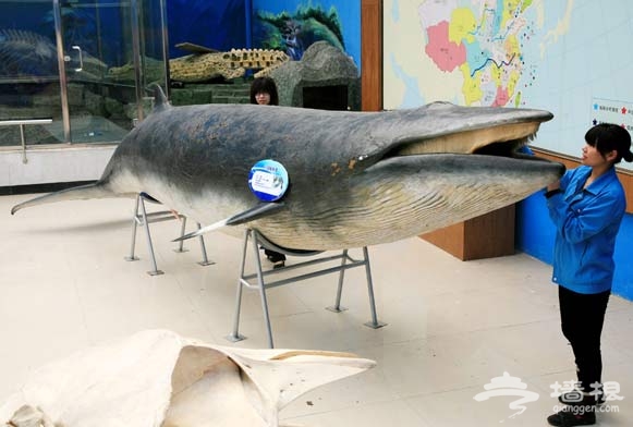 小须鲸标本入驻北京水生野生动物博物馆[墙根网]
