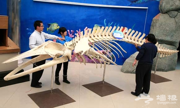 小须鲸标本入驻北京水生野生动物博物馆[墙根网]