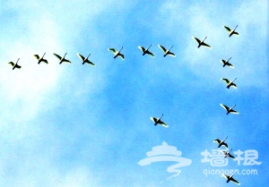 颐和园白天鹅早晚练习“空中编队”