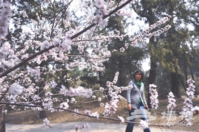 京城80多个景点春天赏花
