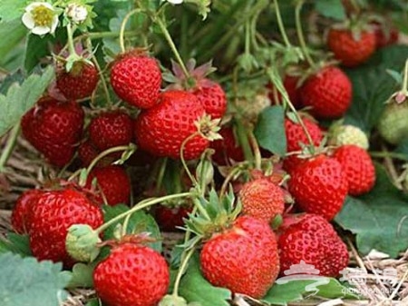摘草莓爬长城 清明节踏青在京郊