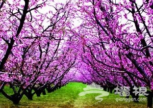 北京平谷第十二届国际桃花节 即将举行[墙根网]