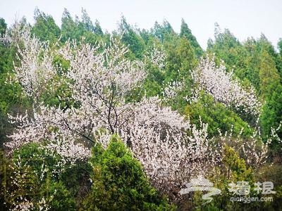 春，到怀柔圣泉山景区观杏花[墙根网]