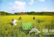 5月京郊油菜花正值花期 最佳观赏地推荐