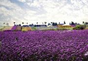 沪郊“普罗旺斯”薰衣草花田紫海荡漾 现在正是赏花好时候