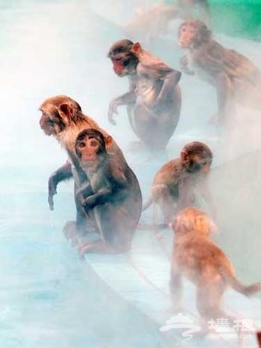 南湾猴岛：猕猴自然保护区[墙根网]
