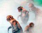 南湾猴岛：猕猴自然保护区