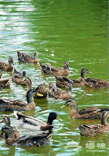 野鸭湖湿地公园野鸭