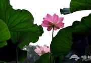 圆明园荷花节7月开启 赏荷小攻略