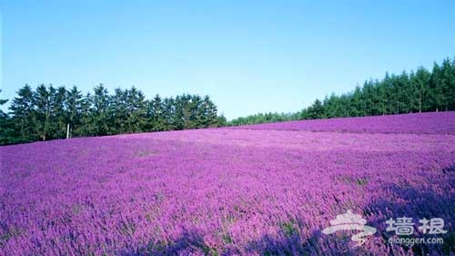蓝调紫色庄园