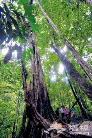 望天树，梦幻版的雨林画面。