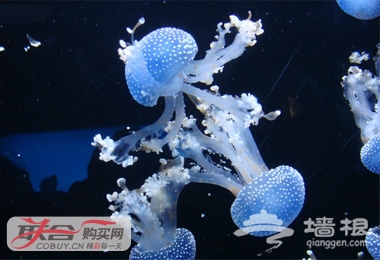 仅52元！原价100元的太平洋海底世界通票[墙根网]