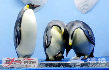 仅52元！原价100元的太平洋海底世界通票[墙根网]