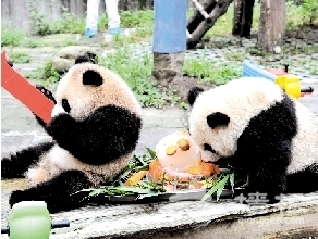 奔驰熊猫乐园周年“庆典”