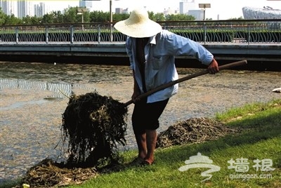 北京奥林匹克公园龙形水系出现大量漂浮物