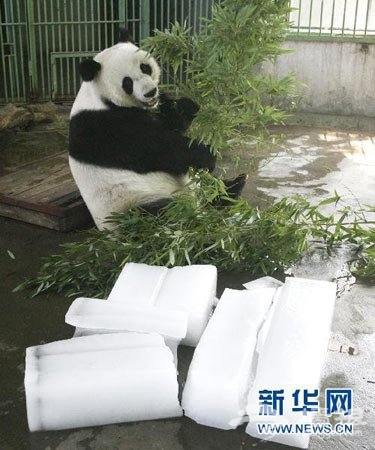 济南动物园大熊猫吸入有毒烟雾死亡 警方已立案