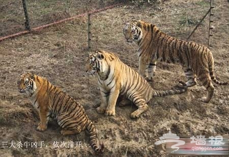 为吸引游客，淹城野生动物园以活牛喂虎!