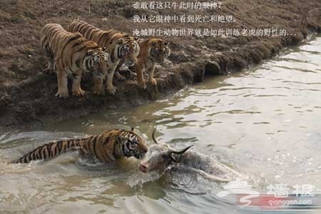 为吸引游客，淹城野生动物园以活牛喂虎!