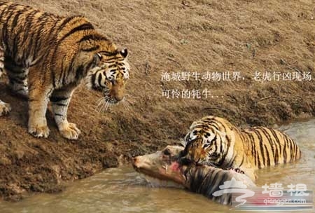 为吸引游客，淹城野生动物园以活牛喂虎!