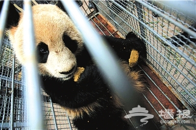 熊猫“水灵”动物园内死亡