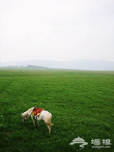 草原上的白龙马