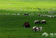 国家地理摄影师推荐 乌兰布统大草原