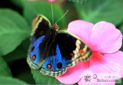 仅28元！原价80元2010年北京森林生态观光游通票[墙根网]