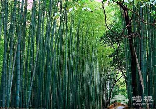 蜀南竹海
