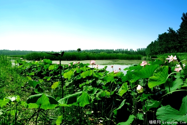 顺义汉石桥湿地于2011年3月15日开园[墙根网]