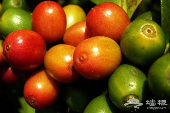 咖啡的果实(图:仙境矿泉) 咖啡的果实(图:仙境矿泉)
