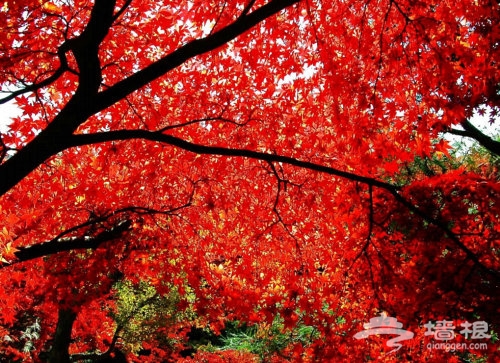 北京国庆自驾游——山谷赏红叶，撵着秋色行走