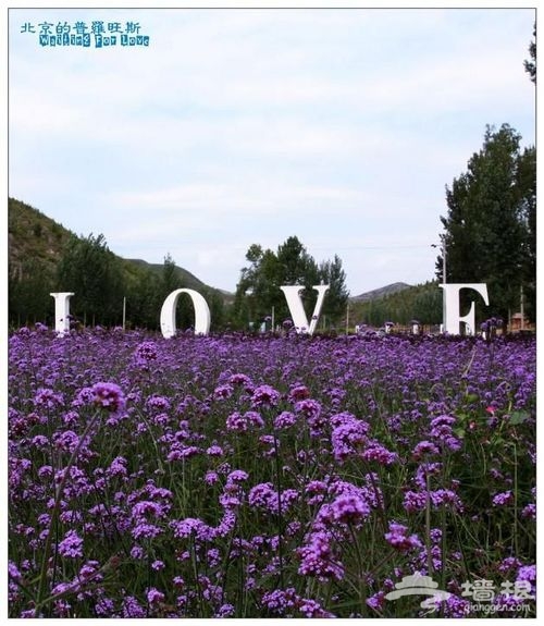 中国的普罗旺斯：紫海香堤香草艺术庄园