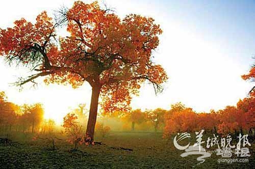 夕阳下的胡杨