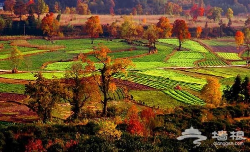 10月秋 醉入秋意淋漓之境[墙根网]