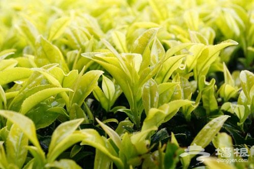 武夷茶叶